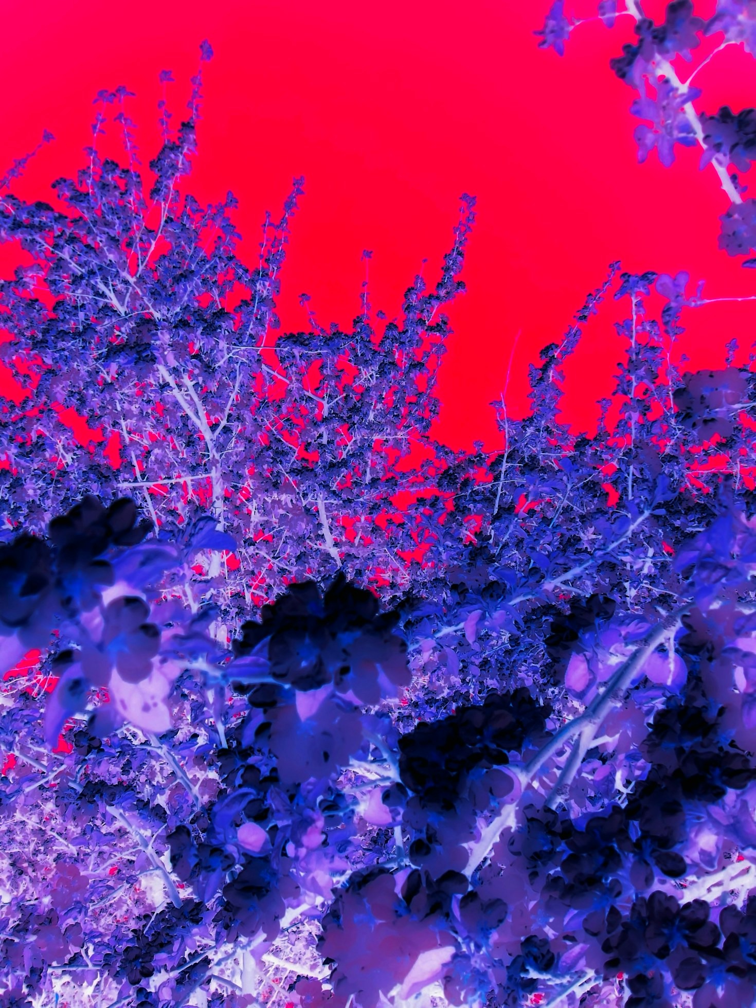 The Intersection of Experimentation and Artistic Genius